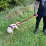 Handy Leash Dog Lead